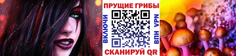 Купить где  Новоаннинский  Галлюциногенные грибы Cubensis 